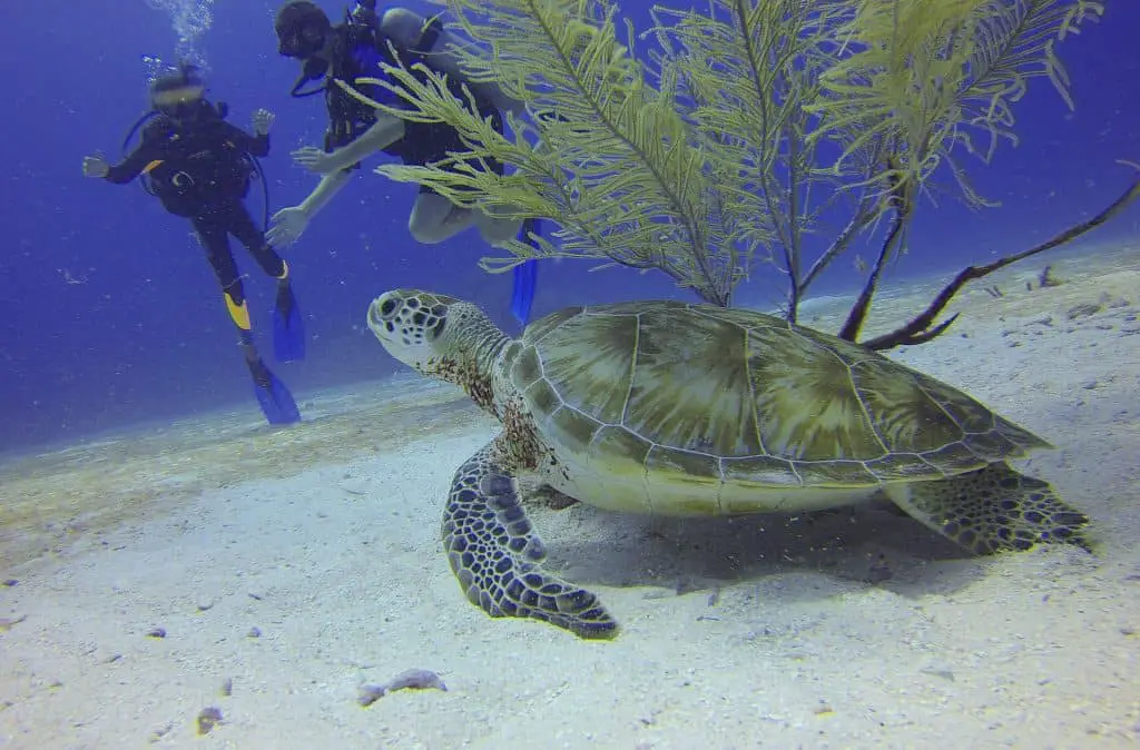Diving underwater near a turtle