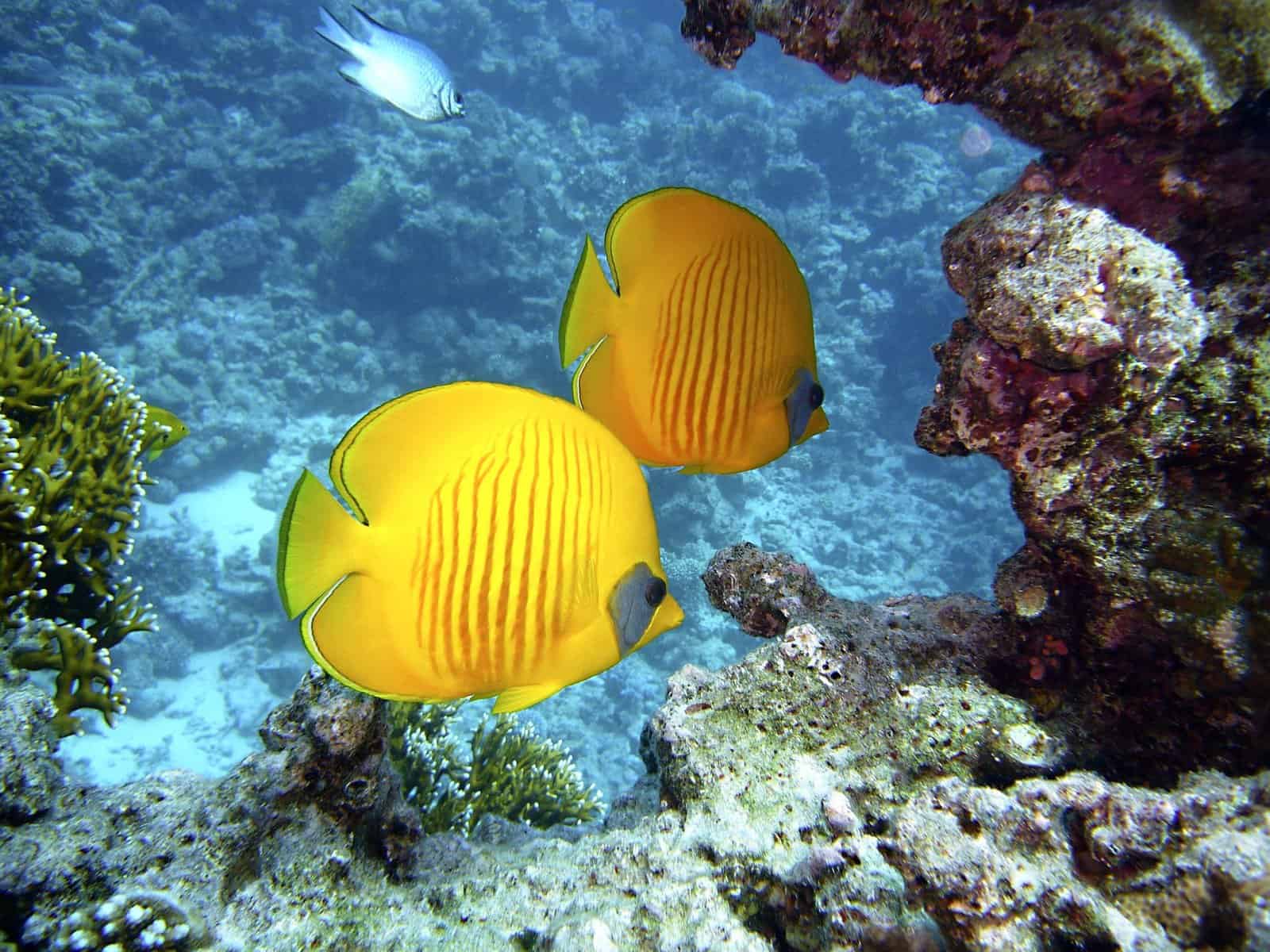 Yellow fish underwater