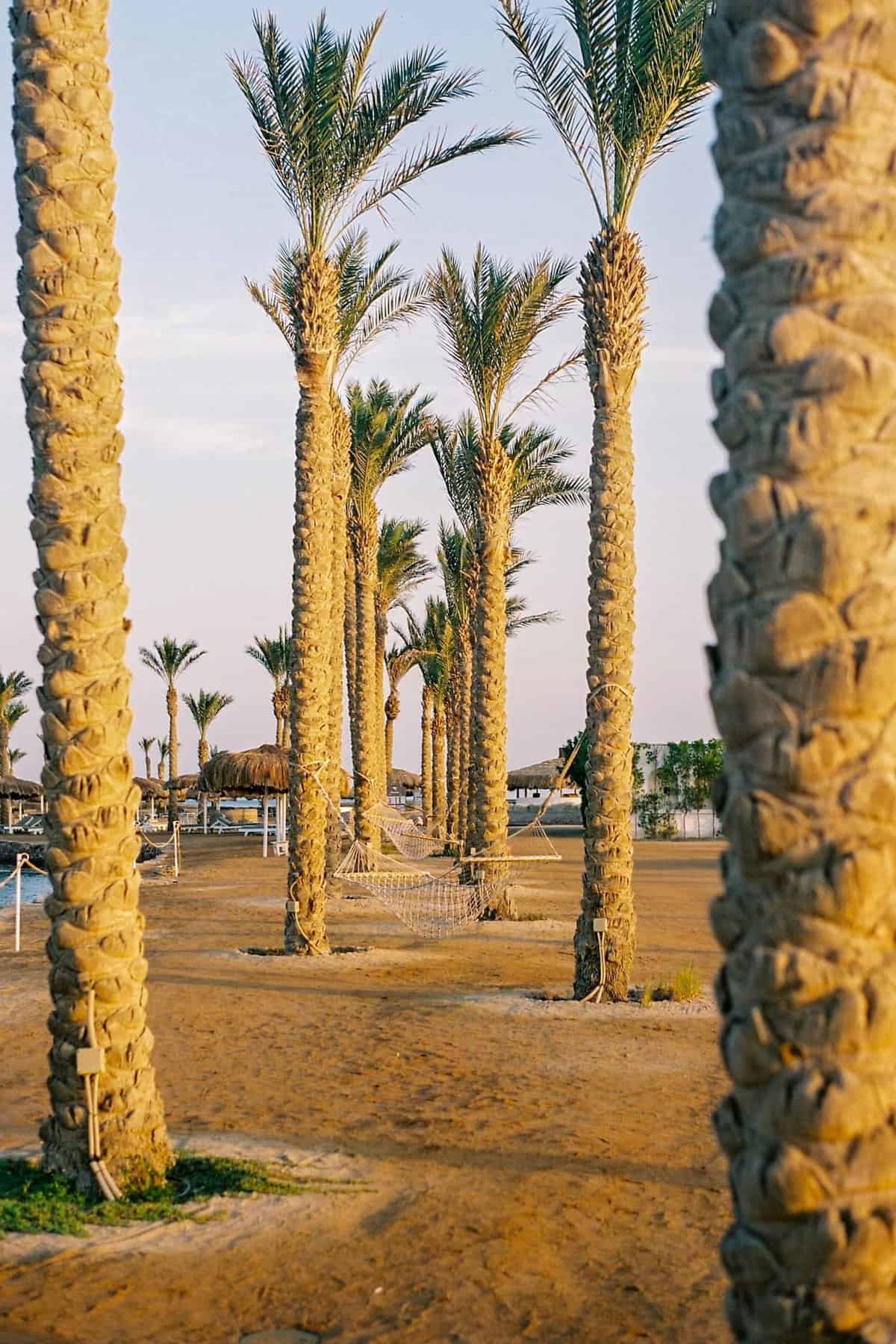 Trees in Hurghada